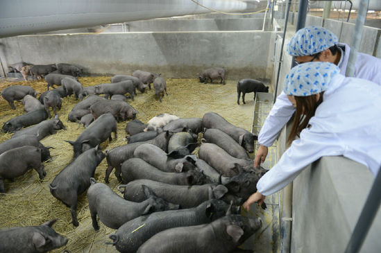 ,丁磊,网易,媒体人,阿里巴巴,企业家,网易丁磊回应质疑邀媒体看猪 汪峰再次与头条失之交臂