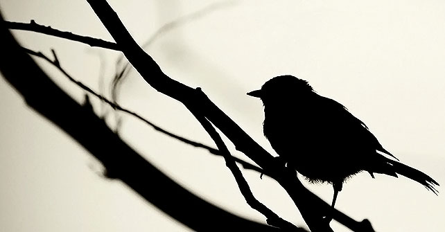 ,Twitter,Facebook,投资人,Twitter将面临七年之痒 前景堪忧