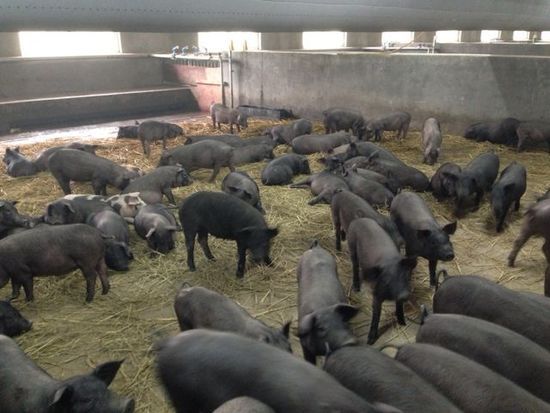 ,丁磊,网易,媒体人,阿里巴巴,企业家,网易丁磊回应质疑邀媒体看猪 汪峰再次与头条失之交臂