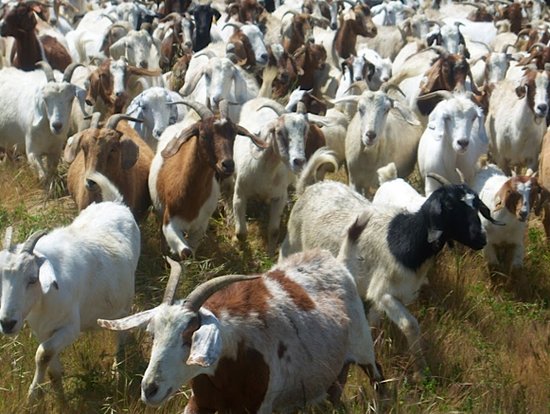 ,Google,创业者,浏览器,有关谷歌的15大惊人事实:上市时女按摩师一夜暴富;曾雇佣山羊帮助除草