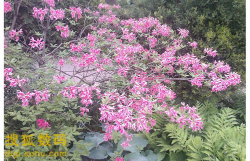 ,平板电脑,Apple,Microsoft,微软Surface Pro 3评测 能否取代笔记本?