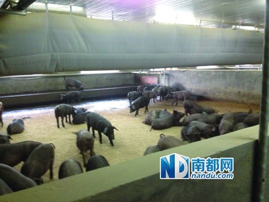 1.jpg ,网易,丁磊,媒体人,管理层,电子商务,丁磊对养猪的热情非常高 网易猪肉在内部被视为最高奖励之一