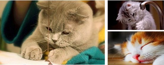 ,互联网,智能猫玩伴EGG：和喵星人做朋友