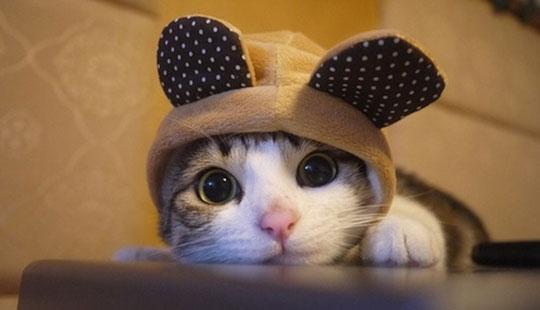 的.jpg ,创业者,社交网络,自媒体,审萌时代 社交网络也“呆萌”