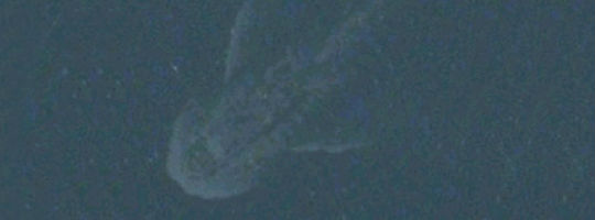 image-685641-breitwandaufmacher-qyqg.jpg ,粉丝,平板电脑,Apple,苹果地图的惊人发现:尼斯湖怪又回来了!