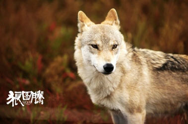 百度新浪微博优酷被中影起诉侵权《狼图腾》 ,百度,新浪,搜索引擎,百度新浪微博优酷被中影起诉侵权《狼图腾》