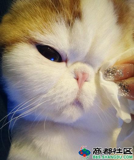 ,网民,平板电脑,新浪,霸气自拍猫吓懵主人