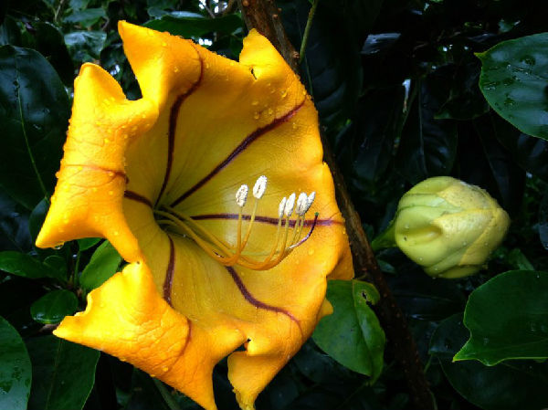 a-close-up-of-a-flower.jpg ,互联网,iPhone拍摄的8张绝美照片