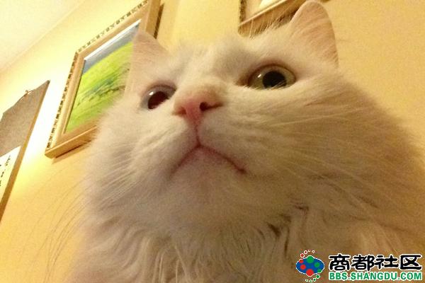 ,网民,平板电脑,新浪,霸气自拍猫吓懵主人