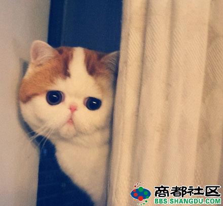 ,网民,平板电脑,新浪,霸气自拍猫吓懵主人