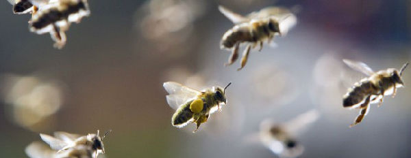 110569243-645x250 (1).jpg ,Google,关闭Buzz一年:7月17日Google将转移所有邮件到Drive服务器