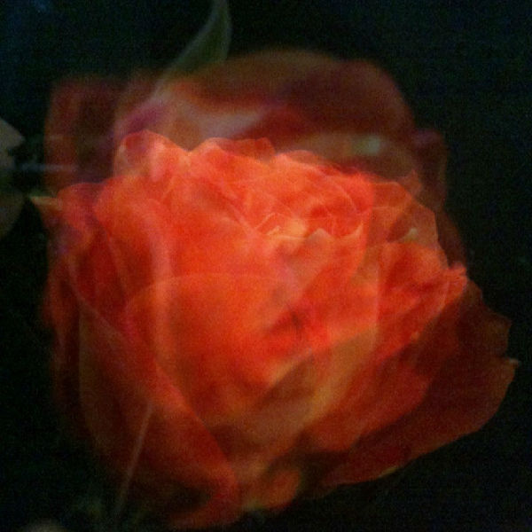 as-well-as-this-abstract-shot-of-roses.jpg ,互联网,iPhone拍摄的8张绝美照片