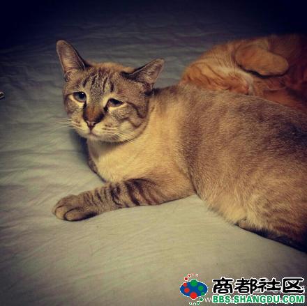 ,网民,平板电脑,新浪,霸气自拍猫吓懵主人