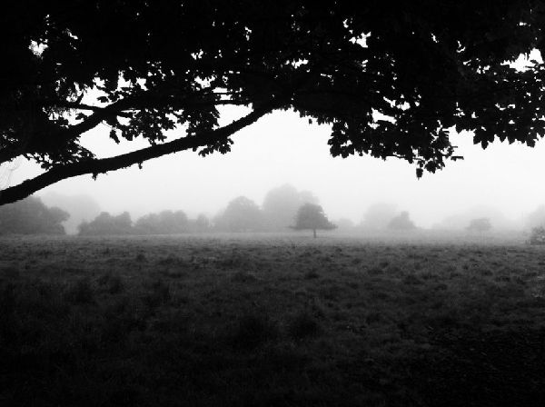 a-black-and-white-shot-of-a-foggy-morning-in-france.jpg ,互联网,iPhone拍摄的8张绝美照片