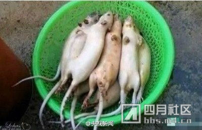 ,互联网,俄网友吐槽本国国内食品质量 评中国用狐狸老鼠肉当羊肉