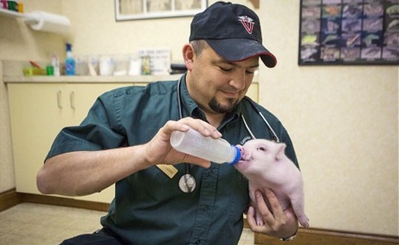 ,互联网,超萌无腿小猪借轮椅行走 自强勇敢打动网友