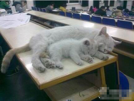 ,网民,平板电脑,新浪,霸气自拍猫吓懵主人