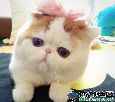 ,网民,平板电脑,新浪,霸气自拍猫吓懵主人