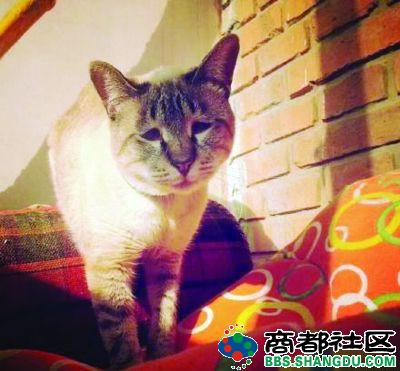 ,网民,平板电脑,新浪,霸气自拍猫吓懵主人