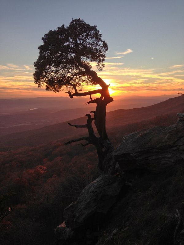 a-craggy-tree.jpg ,互联网,iPhone拍摄的8张绝美照片