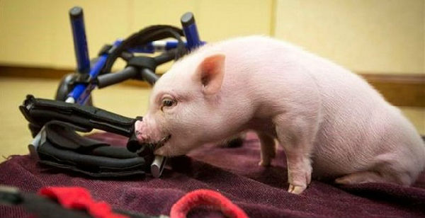 ,互联网,超萌无腿小猪借轮椅行走 自强勇敢打动网友