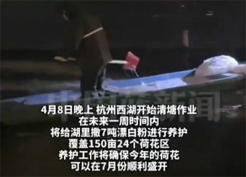 杭州西湖将连续一周撒7吨漂白 粉 杭州西湖将撒7吨漂白 粉确保荷花盛开