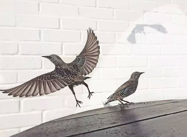 ,苹果,iPhone,同用iPhone拍照，为何你的像山寨？