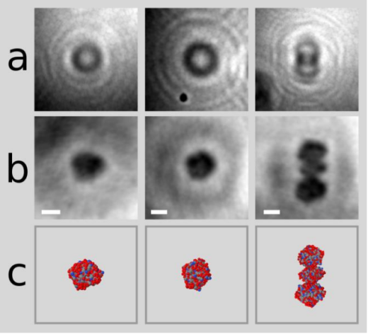 ,单一蛋白质附于石墨烯表面——一张神奇的照片