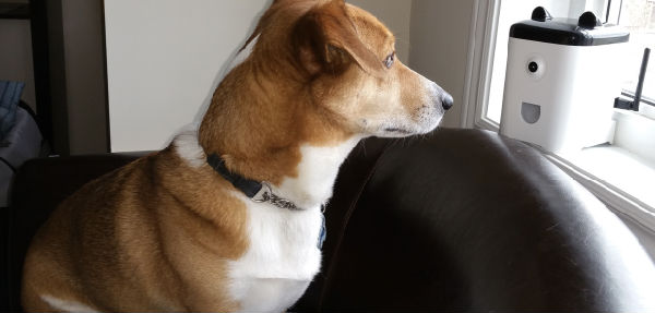 MTM2MDg4MDQxMzAyMzIzMTcw.png ,互联时代,谁家萌宠更潮流 1