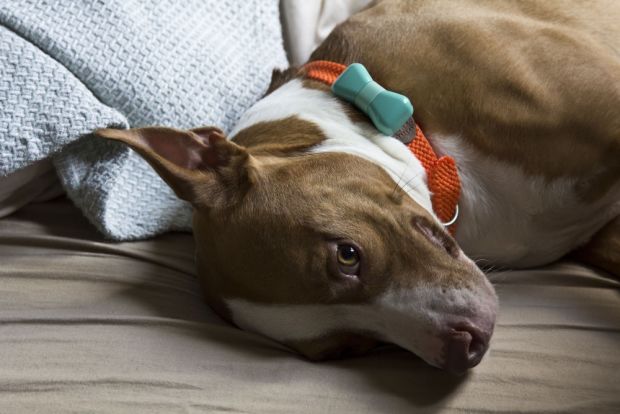 MTM2MDg5NzEyMzEzMDM2Nzcw.jpg ,互联时代,谁家萌宠更潮流 1