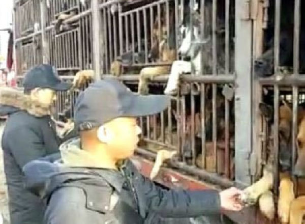 , “护犬” 行动是否过激？ 动保义工拦运狗车被撞飞