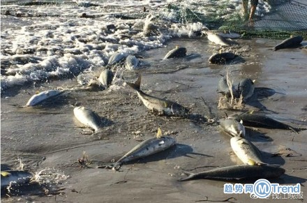 吃货快来：一万斤花菜免费吃 澳洲三文鱼泛滥没人吃