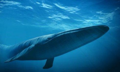 ,呵护迷途蓝鲸，别让一个游戏毁灭新鲜的生命