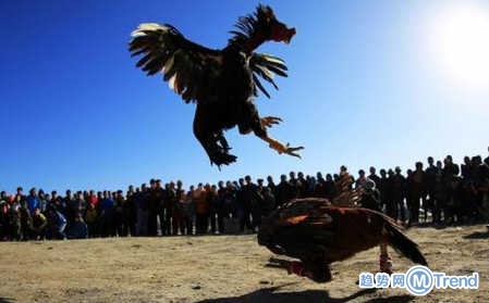 今日热点：女教师课堂被捅死 92只鸡被处死刑