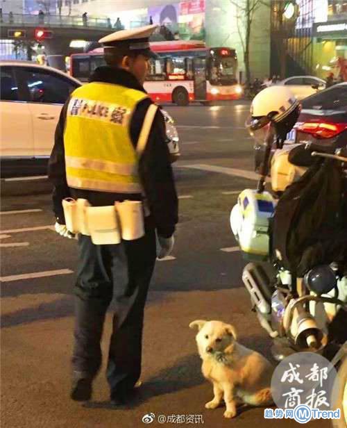 今日热点：流浪小狗求助辅警  赌 博被查多人跳水