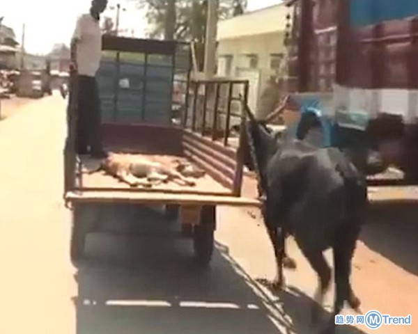 今日热点：母牛追车护送小牛 浙江邻里纠纷案