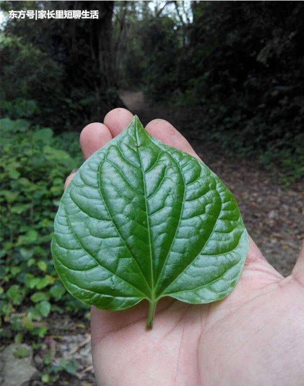 ,农村土方法包粽子，端午节那些有趣的风俗。