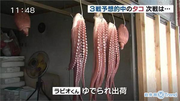 今日热点：日本章鱼哥被煮 QQ宠物将停运