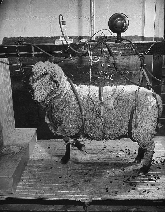 ,社会科学有一个极其复杂的复制危机