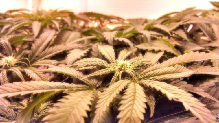 24211517364_5d347104d5_b-800x450.jpg ,研究人员确定了使你更有可能尝试大麻的基因