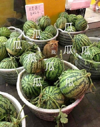 ,2018年截至到11月28日的瓜