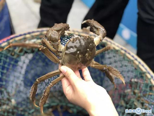 今日热点:中国移动5G套餐 阳澄湖大闸蟹涨价