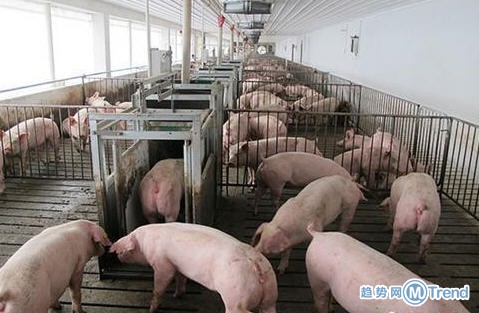 今日热点：云南腾冲非洲猪瘟 梅姨案儿童认亲