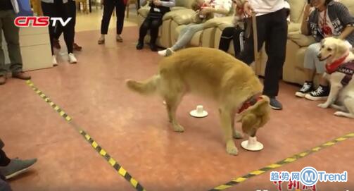 今日热点：狗界高考毕业生 冯小刚调侃徐帆