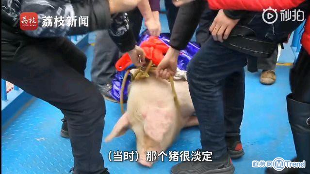 今日热点：景区回应绑猪蹦极并致歉 蹦极猪被送屠宰场
