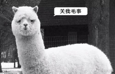 羊驼产生的抗体可消灭新冠病毒！小鹿情感平台乱局骗钱 