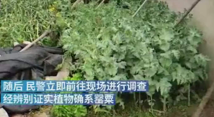 印度疫苗生产商CEO逃往英国！大妈在自家菜园种植600多株罂粟