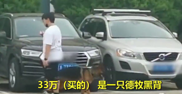 警校售淘汰犬最高拍出33万