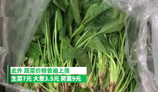 菠菜15一斤价格比肉贵
