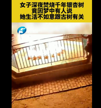 女子两次火烧千年银杏树